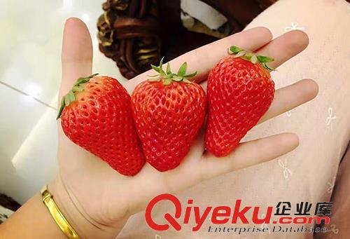 富硒草莓代理