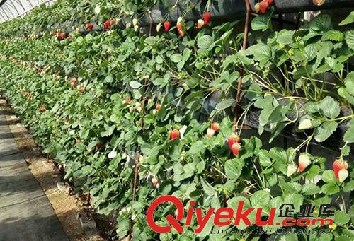  九九草莓微商代理
