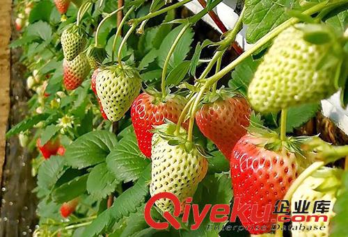 丹東99草莓
