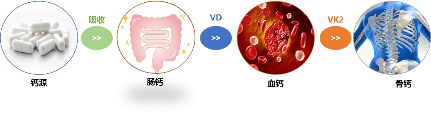 肠道卫士益生菌 和你一起快乐成长的重要微生物