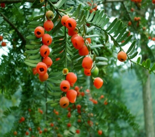 金华红豆杉种植基地