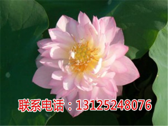 湘蓮種苗_蓮花苗哪家強(qiáng)_廣昌千戶特產(chǎn)