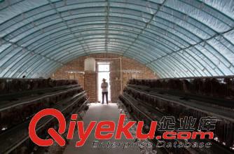 新式養(yǎng)雞大棚建設(shè)