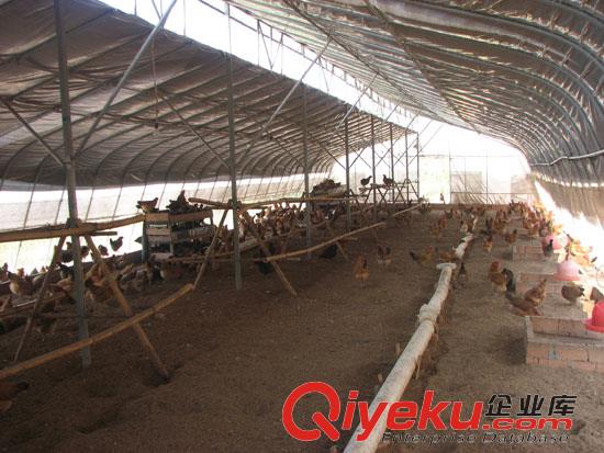 新式養(yǎng)雞大棚建設(shè)原始圖片3