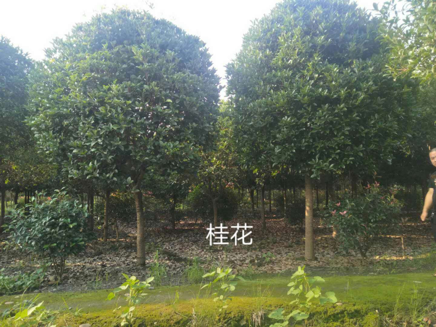 黃葛樹苗木價(jià)格