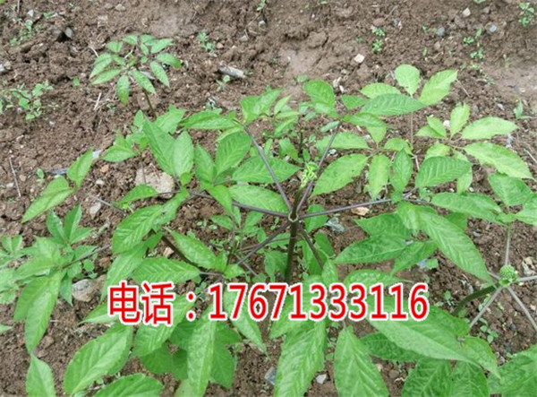 江阴竹节参白三七野三七种植技术