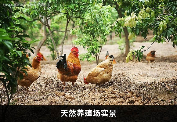 2019年肉雞苗價格，肉雞苗批發(fā)價格原始圖片2