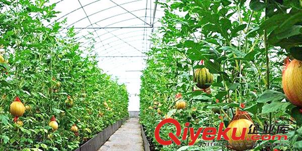 沈陽蔬菜大棚