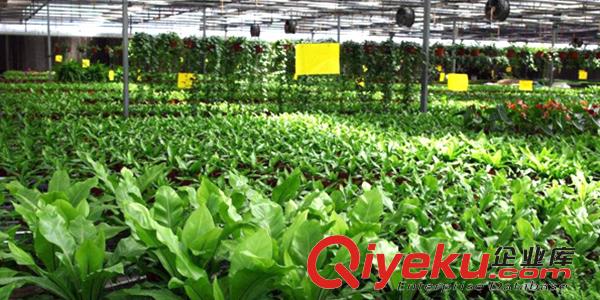 沈陽(yáng)食用菌大棚