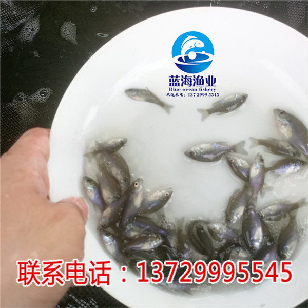 深圳雜交太陽魚苗哪里有賣【藍海漁業】