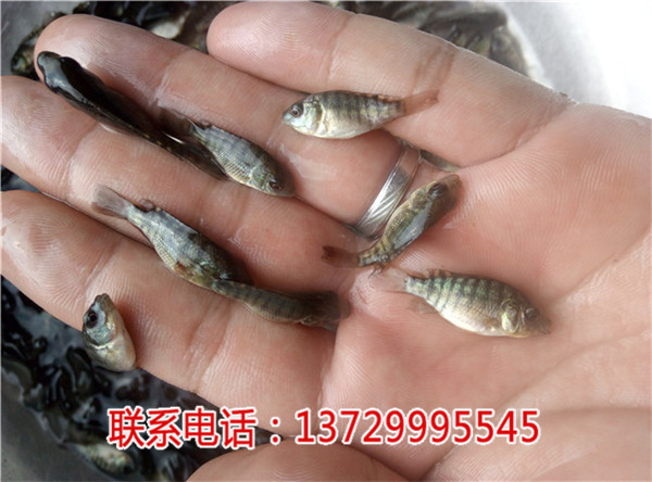 東莞羅非魚廠家【藍(lán)海漁業(yè)】