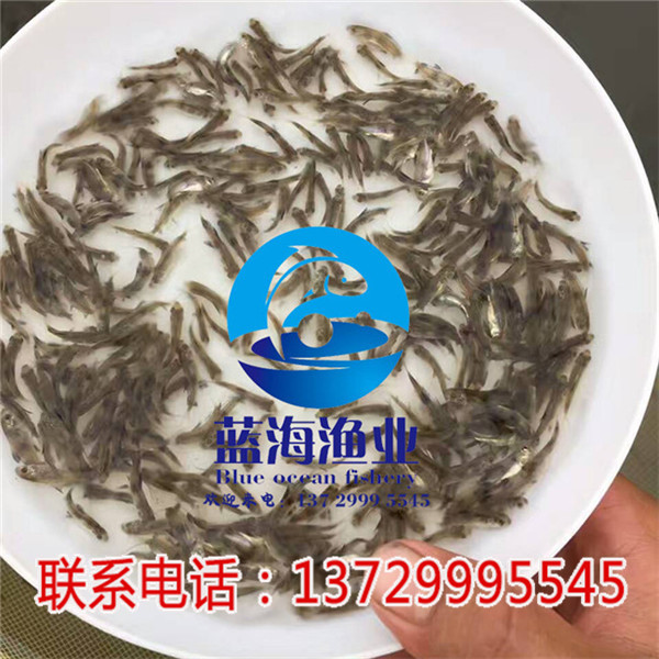 深圳胭脂魚苗哪里有賣【藍海漁業】