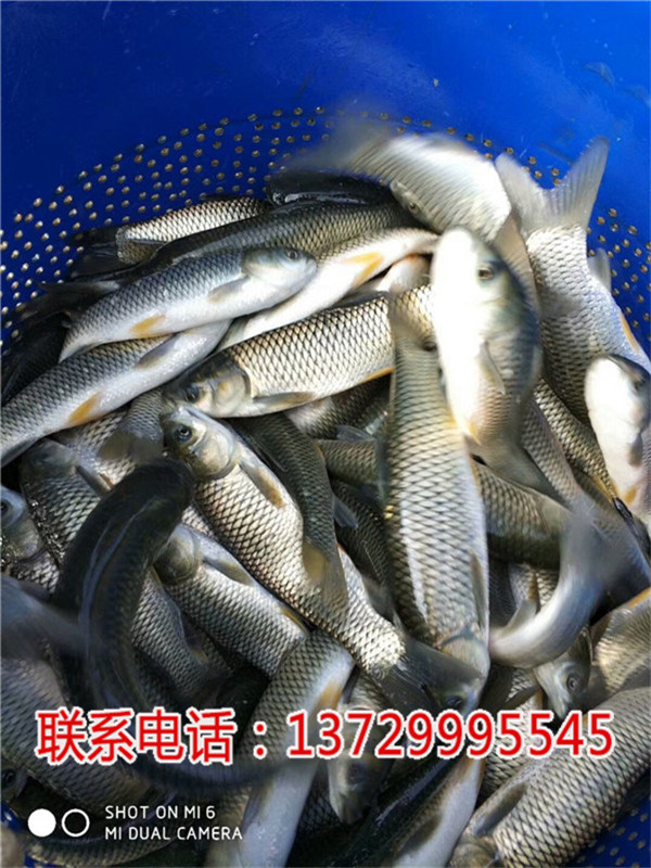 東莞草魚苗價格【藍海漁業】