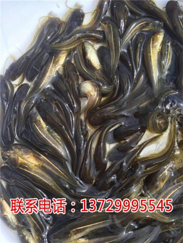 深圳中華鯰魚苗批發【藍海漁業】