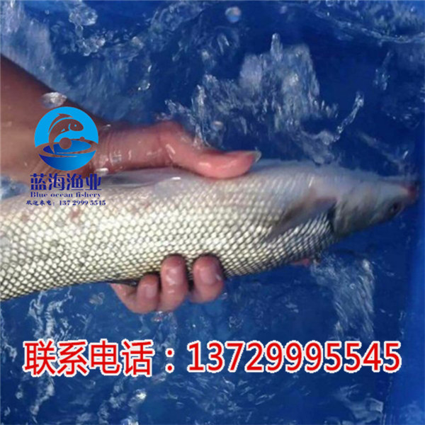 江門銀雪魚苗哪里有賣【藍(lán)海漁業(yè)】