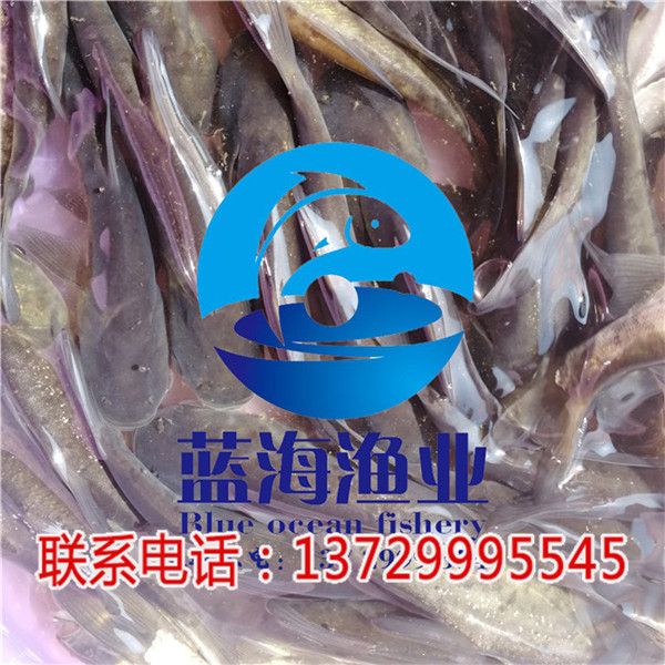 江門大頭魚苗批發(fā)【藍(lán)海漁業(yè)】