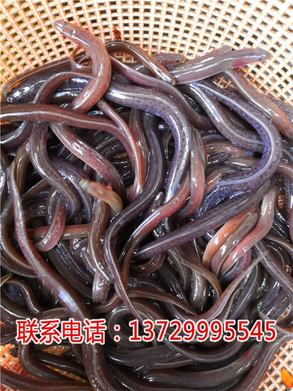 深圳花鰻魚(yú)苗價(jià)格【藍(lán)海漁業(yè)】