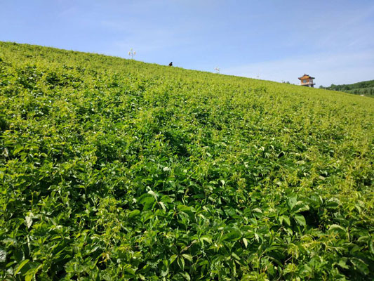 【五葉地錦苗木13331726858】遼寧省園林綠化五葉地錦綠化帶