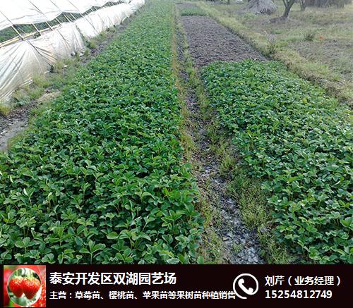 奶油草莓苗價格_南宮奶油草莓苗_雙湖園藝(查看)