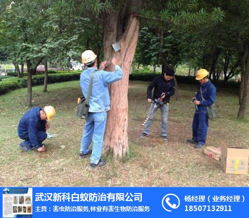 專(zhuān)業(yè)除白蟻,江夏白蟻,新科白蟻防治(多圖)