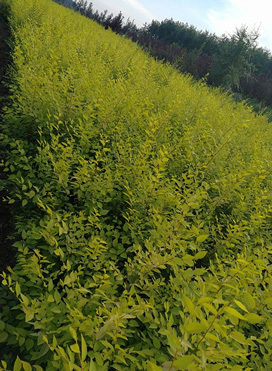 【永興草坪】內蒙草坪內蒙草坪多少錢內蒙草坪價格內蒙哪里有草坪