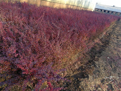 【永興草坪】+內蒙草坪基地 +內蒙草坪銷售基地 +內蒙草坪銷售價格