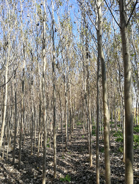 【永兴草坪】+内蒙草坪种植哪家好+ 内蒙草坪基地电话