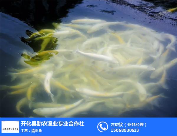 开化清水鱼_开化清水鱼养殖基地_水中龙开化清水鱼味美汤鲜