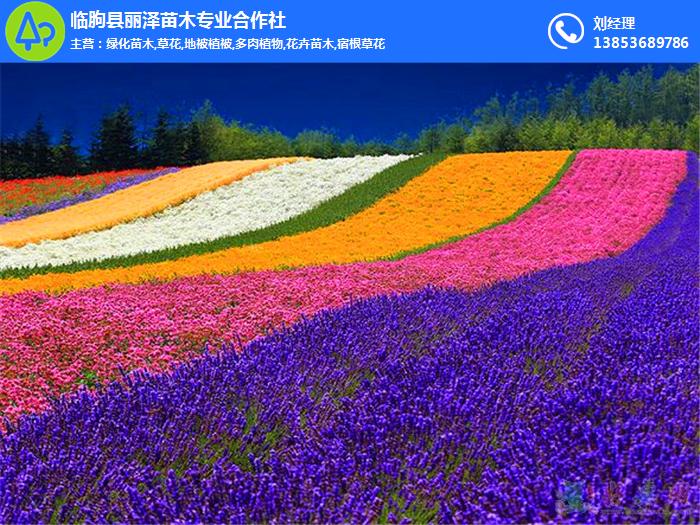 麗澤苗木|平陰綠化草花|綠化草花種植基地