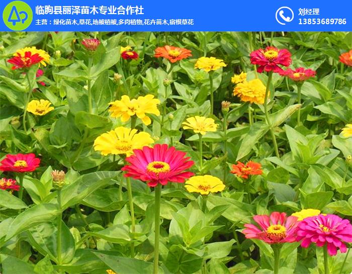 一年生绿化草花、历城区绿化草花、丽泽苗木(在线咨询)