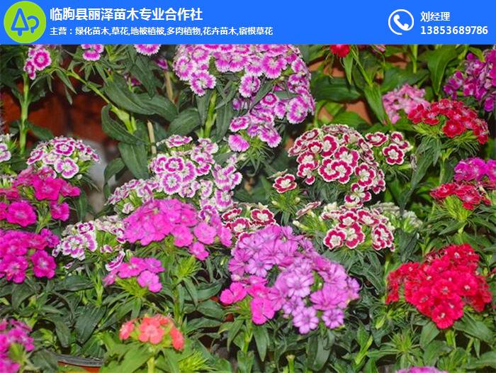 一年生草花、济宁草花、丽泽草花苗木(在线咨询)