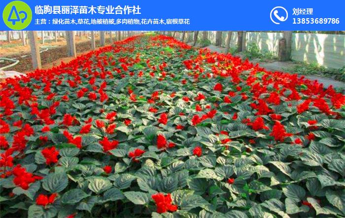 丽泽苗木(图)、草花价格、垦利草花