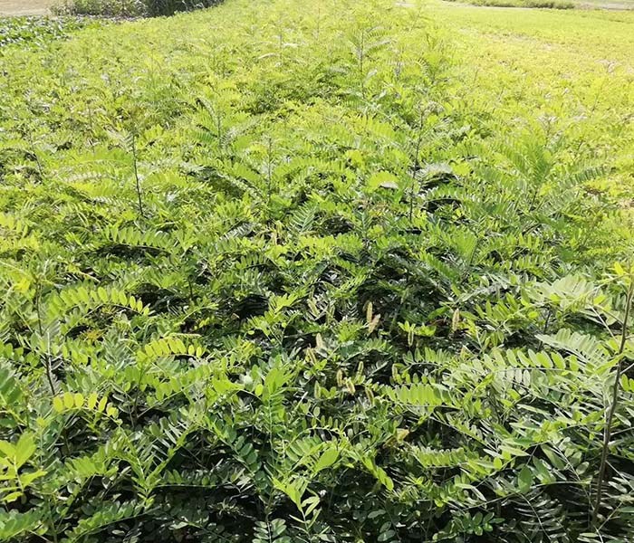 加油站,華盛加油站改造時間短(圖),加油站頂棚網架