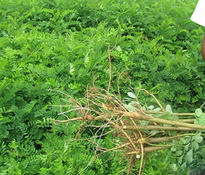 紫穗槐,紫林种植苗子好(在线咨询),紫穗槐价格