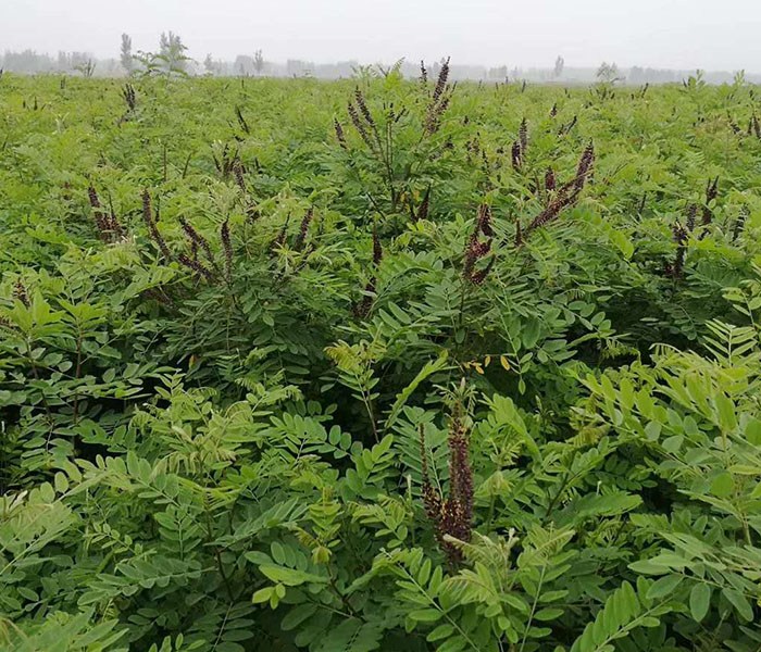 優質紫穗槐苗_紫林種植苗子好(在線咨詢)_紫穗槐