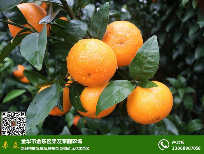 果友家庭農(nóng)場(chǎng)沃柑_種植技術(shù)指導(dǎo)(圖)|柑橘幼苗價(jià)格|浙江沃柑