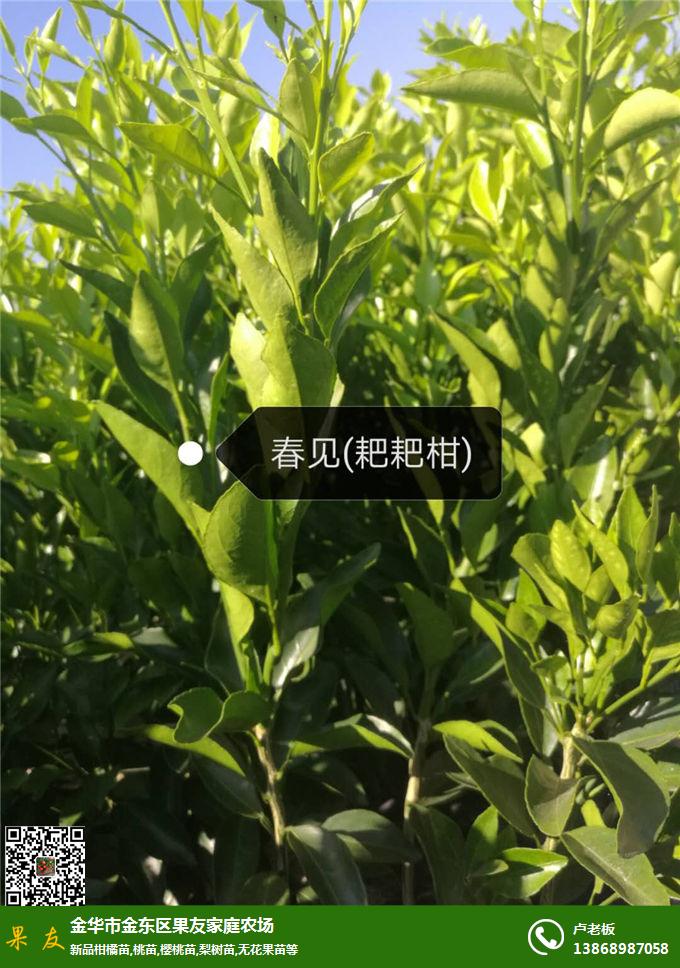 柑橘种苗价格|江苏柑橘树苗|果友农场柑橘苗种植技术指导