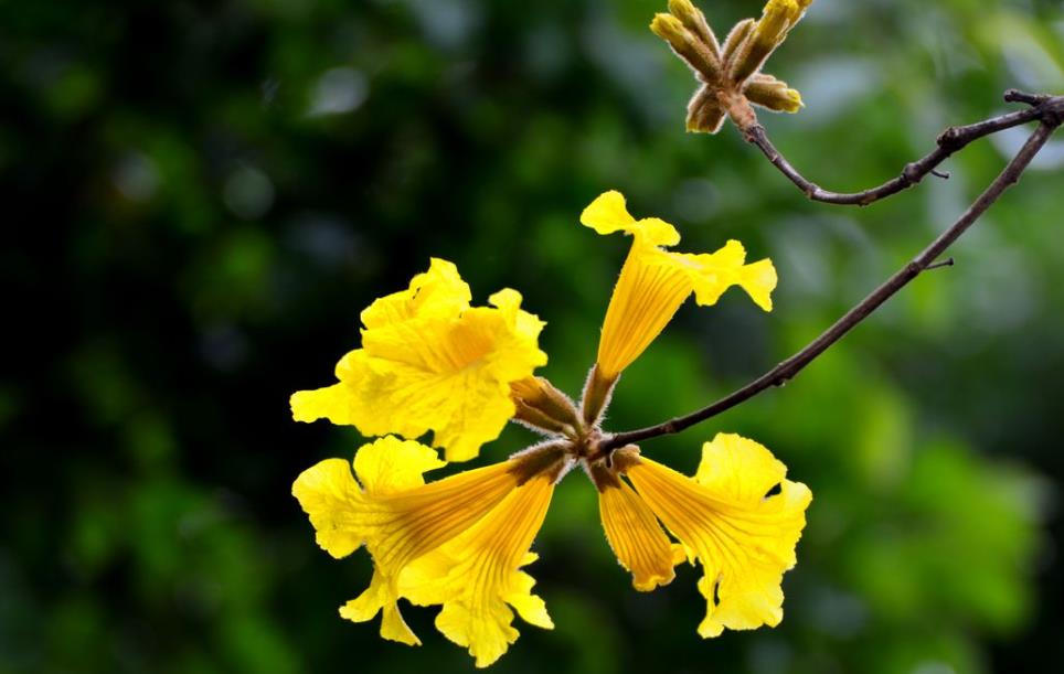 四川黄花风铃木