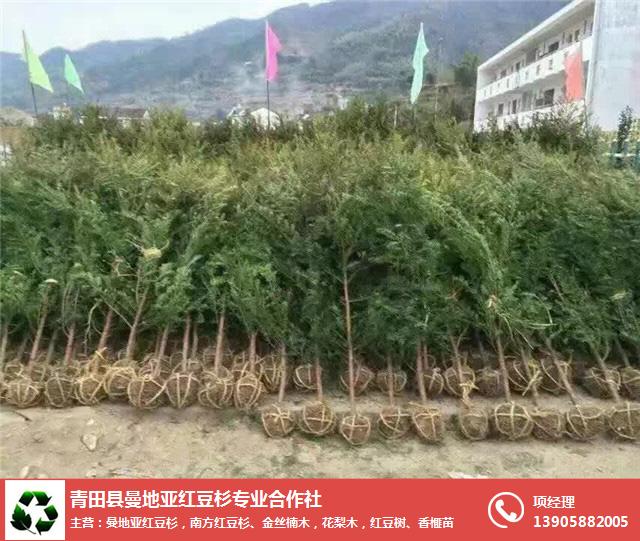 曼地亞紅豆杉小苗_曼地亞紅豆杉_【青田曼地亞紅豆杉】(查看)