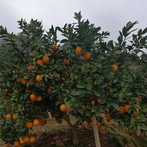 成都愛媛38