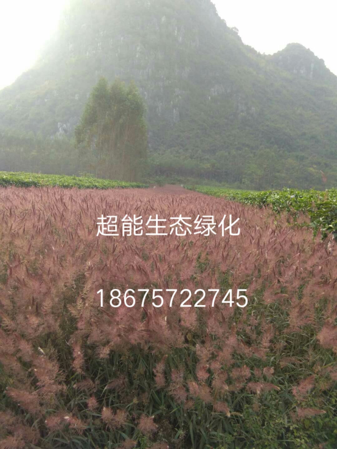 供應(yīng)綠化護坡糖蜜草種子，銀合歡 山毛豆 決明子 狼尾草