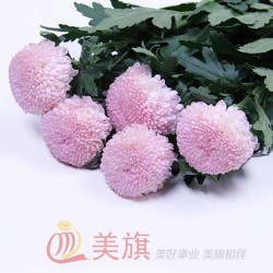 昆明鮮花基地平臺(tái)