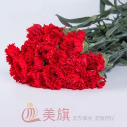 云南花卉商