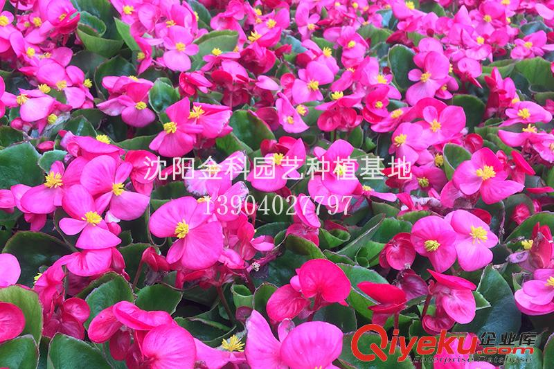 草花種植基地