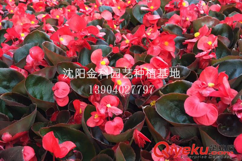 草花種植基地