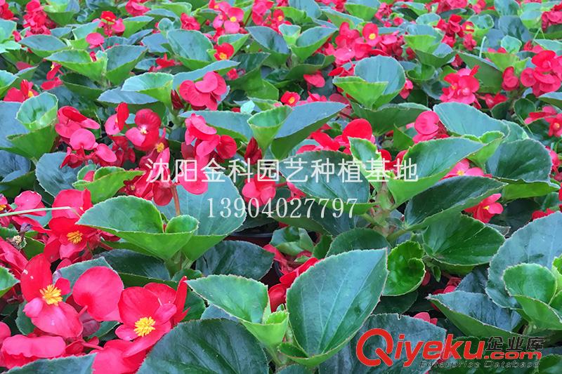 沈陽草花種植基地 