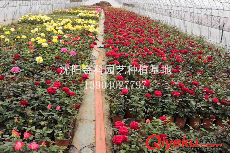 沈陽花草 