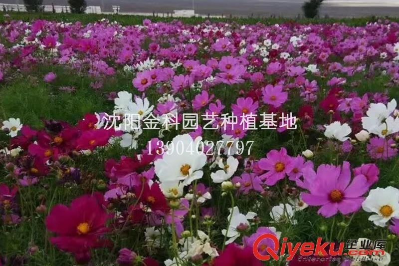 沈陽花草 