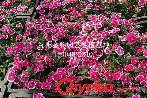 沈陽花草 