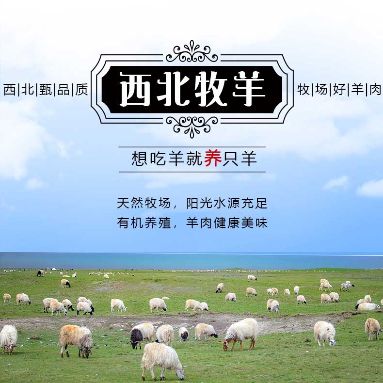 想【智橋薈】吃羊就養只羊——認養西北有機放牧羊，1年育成后，整只美味送到家